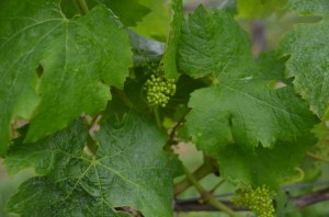 There will be grapes...