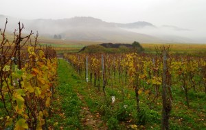 Somewhere along the Mosel, November 2013