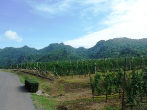 The vineyards of GranMonte Winery