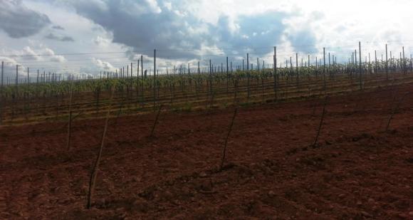 Baby vines, a little older vines.