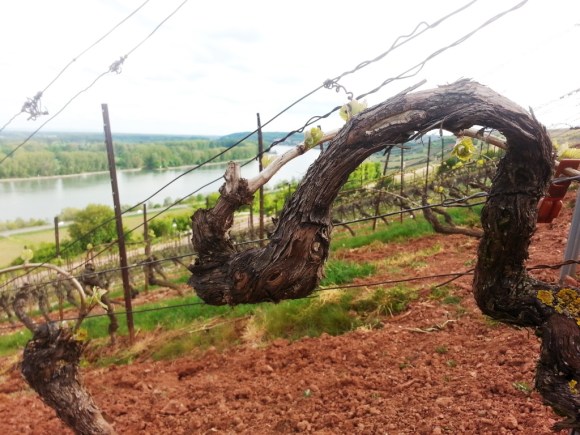 I love gnarly vines, and the buds keep them young.